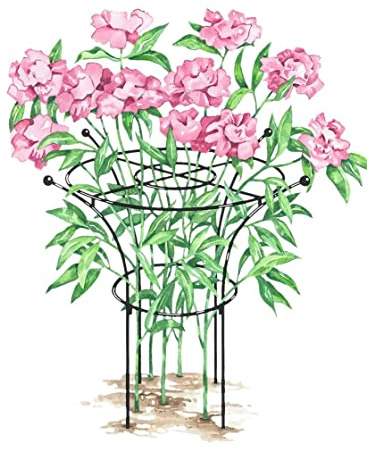 Gardener's Supply Company Essex Plant Support Frame for Peonies, Rose, Ornamental Flower Garden Cage - Wide Top Rings Natural Bouquet Shape - 38 H x 23 D