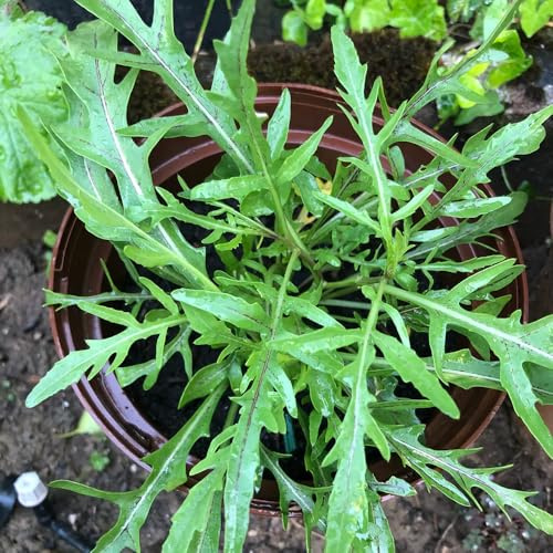 semi di rucola pluriennale giardino biologici, varietà antiche, campo aperto sul balcone 125pcs