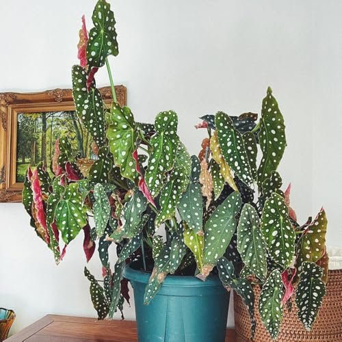 Forellenbegonie Samen - gartenpflanzen Begonia maculata - stauden winterhart mehrjährig pflanzen garten immergrüne pflanzen winterhart pflanzen samen luftreinigende zimmerpflanzen 300pcs