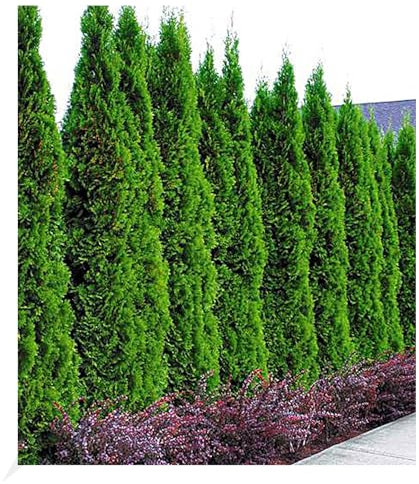 BALDUR Garten Lebensbaum-Hecke 'Thuja Smaragd' 10 Pflanzen Thuja occidentalis Smaragd, winterhart, mehrjährig, immergrün, Sichtschutz, anspruchslose Pflanze, Empfehlung 3 Pflanzen pro lfd. Meter
