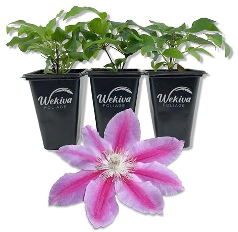 Clematis Dr. Rupple - 3 Live Starter Plants in 2 Inch Growers Pots - Clematis 'Dr. Rupple' - Starter Plants Ready for The Garden - Beautiful Deep Pink Bloom Flowering Vine