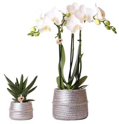 Kolibri Company - Pflanzenset Groove silber | Set mit weißer Phalaenopsis Orchidee Amabilis Ø9cm und grüner Sukkulente Crassula Ovata Ø6cm | inkl. silbernen Keramik-Ziertöpfen