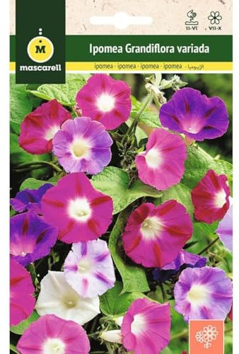 Mascarell Semillas, IPOMEA GRANDIFLORA VARIADA, Semillas Flores Exterior para Decoración, 4 Gramos