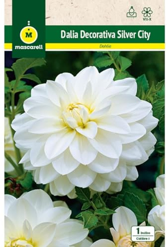 Mascarell Semillas, DALIA DEC. SILVER CITY, Semillas Bulbosas, Bulbos de Flores Primavera Fácil de Cultivar, Bolsa 1 Bulbo