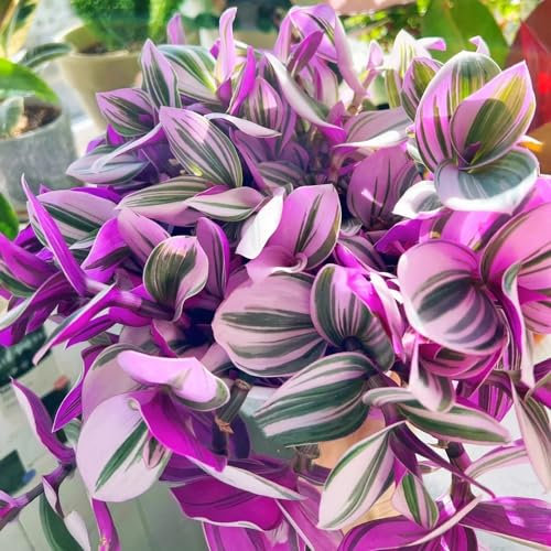 300 pcs Grünlilie Zimmerpflanze Samen - luftreinigende zimmerpflanzen Chlorophytum comosum, grünpflanzen, topfpflanzen kräuterbeet indoor garten geschenk grünpflanzen zimmerpflanzen