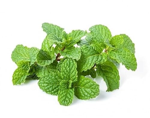 50 graines de menthe verte