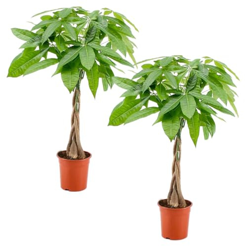 Bloomique - Lot de 2 - Pachira Aquatica - Arbre à monnaie - Cacaoyer d’eau - Plantes d’intérieur - Dépolluante - Entretien facile - Hauteur 60-70 cm - Pot 17 cm