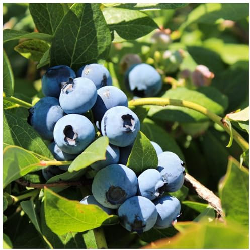 1 'Goldtraube' Blueberry Plant/Vaccinium cor. 'Goldtraube' 25cm in 9cm Pot 3fatpigs®