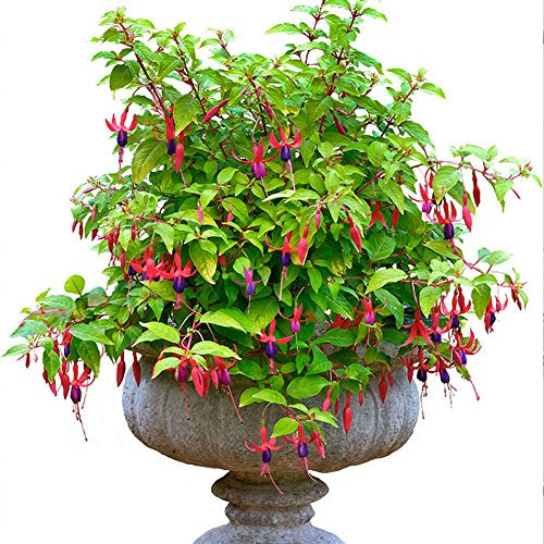 Fuchsia Genii - Outdoor Plants Garden Ready - Gorgeous Flowering Upright Garden Shrub - Hardy Plant for Pots, Containers, Flower Beds and Borders (3 Litre Pot, 20-40cm)
