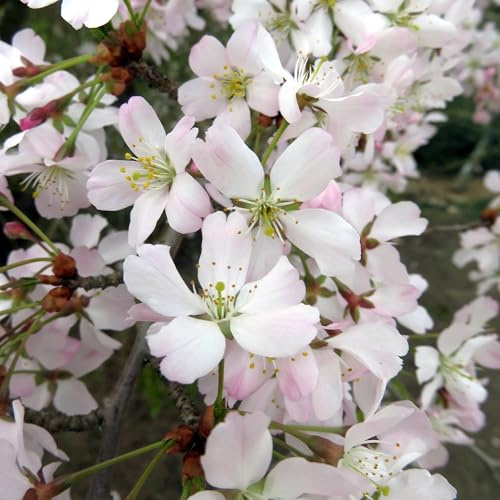 Vivai le Georgiche - Pianta vera di Prunus incisa Kojo-no-mai Ciliegio giapponese, Ciliegio da fiore - vaso Ø 17 cm - altezza alla vendita 30-40 cm