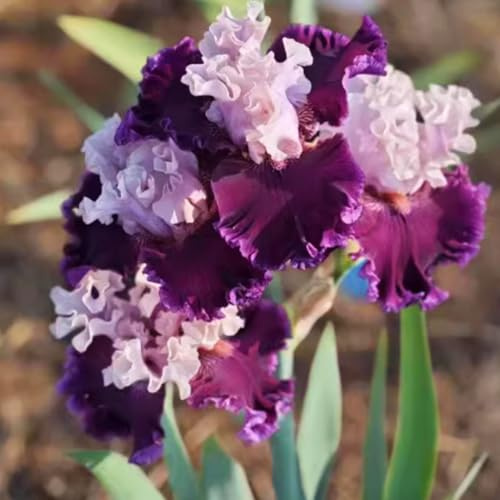 Iris bulbi，Iris bulbi rifiorente，Iris bulbi misti，Bulbi resistenti al freddo e alla siccità，Perenne, Piantagione del cortile del giardino-4 bulbi-c
