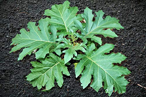 200 Semi di Solanum Torvum Chrysotrichum il Vero Albero Della Melanzana