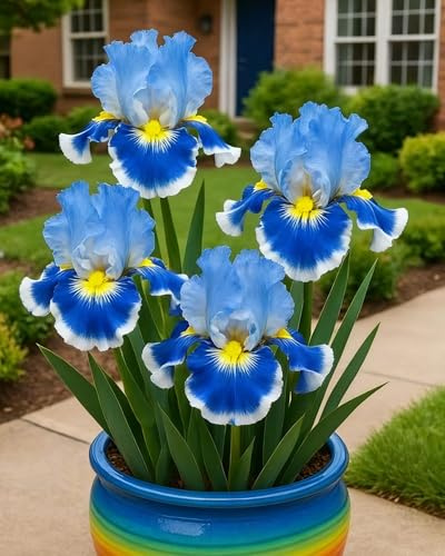 Bulbi di Iris da Piantare – Bulbi di Iris Misti, Colorati per Giardino e Vaso-6Bulbi-Z