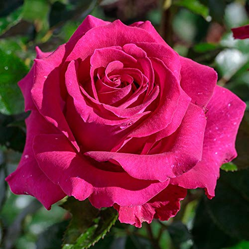 Heirloom Hybrid Tea Roses, Live Own Root Plant for Outdoor Garden, Stiletto™, Very Fragrant, Hardiness Zones: 5-9, Repeat Blooming