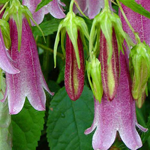 6 x Campanula 'Elizabeth' - Perenni Vaso 9cm x 9cm