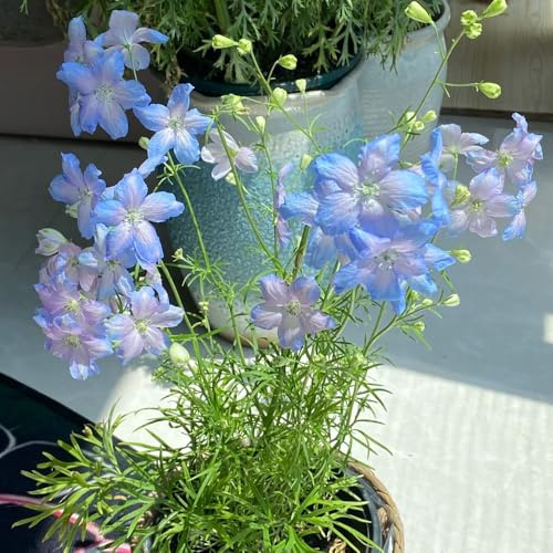 semi resistenti delphinium - decorazione del soggiorno giardino 1000pcs