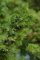 Green Future Pflanzenhandel Gemeiner Wacholder Juniperus communis Pflanze 25-30cm Heide-Wacholder Feuerbaum