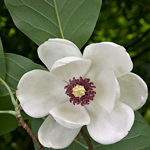 Sommer Magnolie - Magnolia Sieboldii - 50-60 cm Topf - Duftende Blüten im Sommer