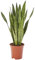 AIRY Bogenhanf (Sansevieria Zeylanica) • Luftreinigende Pflanze • Topf-Ø ca. 17cm, Höhe mit Topf ca. 70cm • Zimmerpflanze in gärtnerischer Qualität • Sicherer Pflanzenversand • Deutsche Gärtnerei