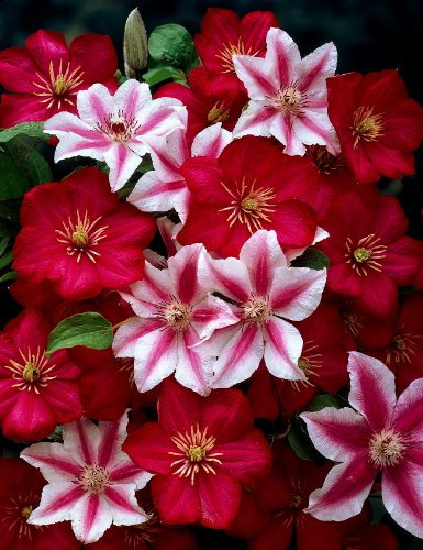 Clematis, 2er-Set, Nelly Moser® & Ville de Lyon®