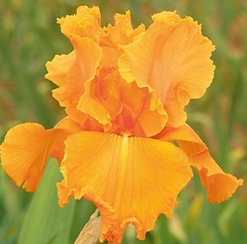 Orange Splash, Colorful Bearded REBLOOMING IRIS (1) Rhizome/Bulb/Root Ready for Planting Now