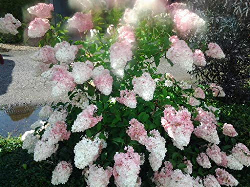 Rispenhortensie `Vanille Fraise´, ca. 40-60cm, gut verzweigt, mehrtriebig, im Topf