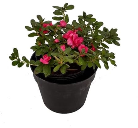 Azalea Natural Planta de Exterior Decorativa
