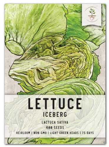 Seed Needs Iceberg Lettuce Seeds to Plant Heirloom & Non-GMO 1 Pack