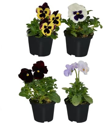 Flor Pensamiento Pack de 4 Unidades de Plantas Naturales con Flores de Colores