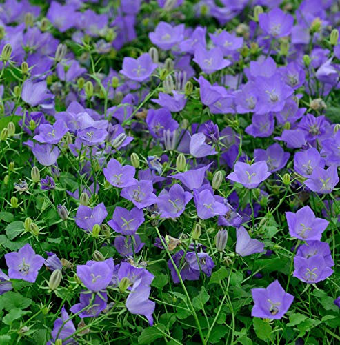 Karpaten Glockenblume Blaue Clips - Campanula carpatica