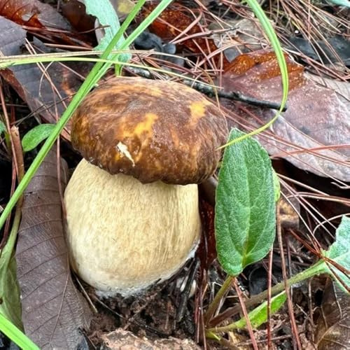 Cultive usted mismo hongos porcini semillas - hongos - champiñones, variedades antiguas setas, invierno 400pcs