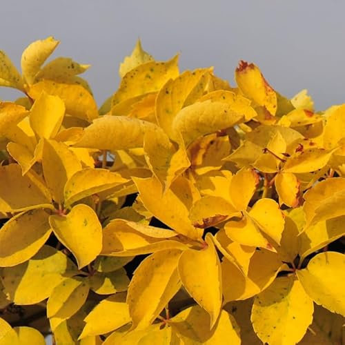 vigne vierge yellow wall® c 3 litres