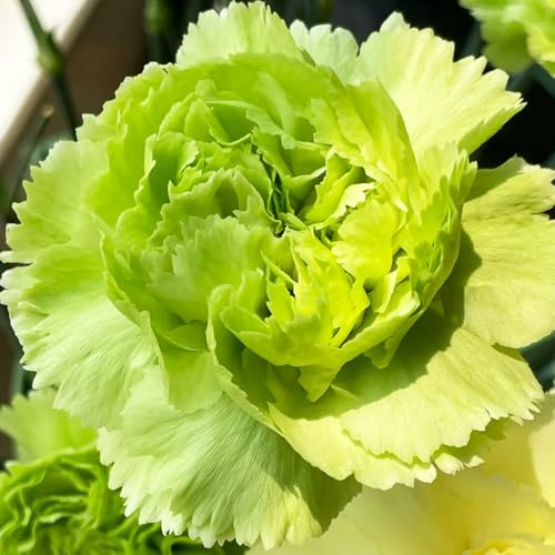 NelkenSamen,NelkenPflanzenSamen,bonsaiSamen、Pflanzenfür draußen geschenke für gartenliebhaber balkonPflanze、Pflanzengarten 550pcs
