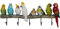 Kare Design Wandgarderobe Exotic Birds, Mehrfarbig, Wandgarderobe, Stahl Haken, 5 Haken, 24x54x7 cm (H/B/T)