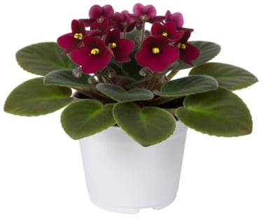DECOALIVE Violeta Africana Planta de Interior Fácil de Mantener y Muy Elegante