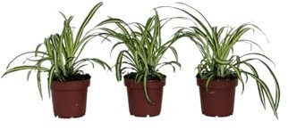 Plant in a Box - Chlorophytum comosum 'Atlantic' - Set de 3 - Lis d'herbe - Plante araignée - Pot 12cm - Hauteur 25-40cm
