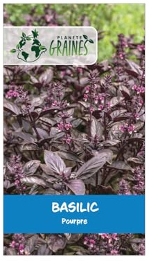 200 graines de basilic pourpre - ocimum basilicum purpurascens - aromatique décorative et parfumée pour cuisine