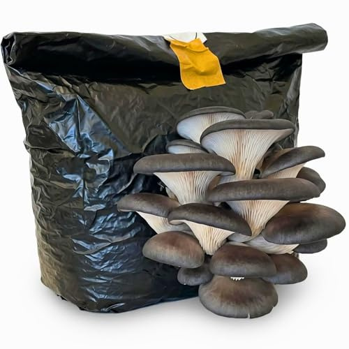 Hawlik Pilzbrut Austernpilze züchten Set - BIO Black Pearl Pilzzuchtset - Leistungsstarker Pilzzucht-Hybrid - Kinderleicht zuhause Pilze züchten Set ideal für Anfänger