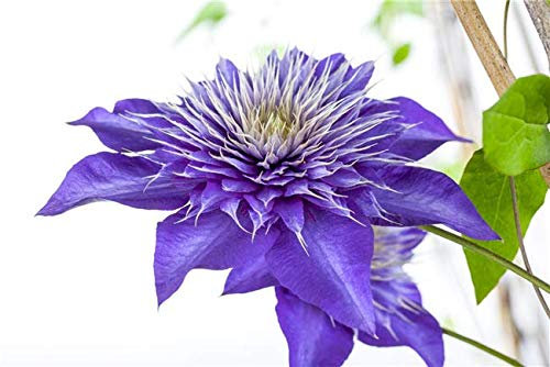 Clematis 'Multi Blue' 60-100 cm – Winterhart & Mehrjährig – Waldrebe – Kletterpflanze für Pergola & Rankhilfe