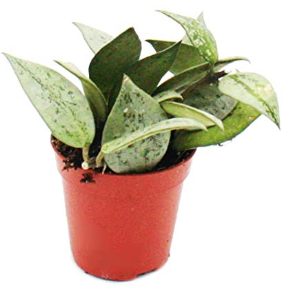 Exotenherz Mini-Pflanze Hoya krohniana Porzellanblume Ideal für kleine Schalen und Gläser im 5,5cm Topf