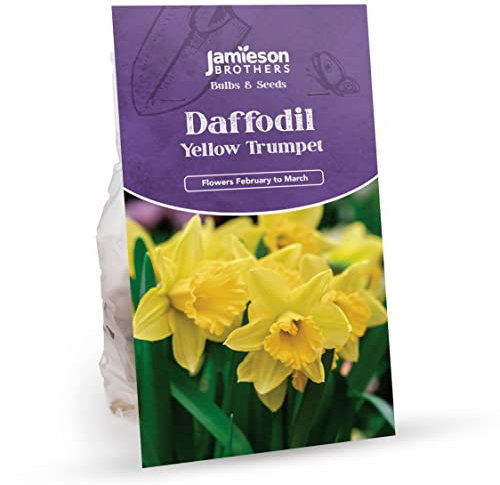 Yellow Trumpet Daffodil Bulbs 20 Bulb Pack, a Yellow Colour – Plant in Gardens, Borders & Flowerbeds – Flower Bulbs by Jamieson Brothers