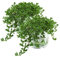 2er Set Brahmi (Bacopa monnieri), Marktfrische Pflanze