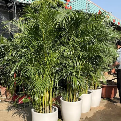 goldfruchtpalme samen - dypsis lutescens - zimmerpflanzen samen immergrüne pflanzen winterhart topfpflanzen draußen winterhart luftreinigende zimmerpflanzen zimmerbonsai bonsai 30pcs