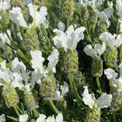 semi di lavanda - raro giardino roccioso resistenti, Aiuole rialzate per il decorazioni esterni in vaso 50pcs