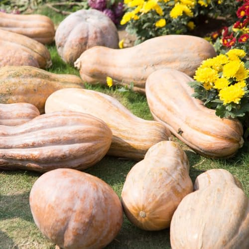 semillas de calabaza orgánicas, Regalos jardín para camas elevadas ornamentales Balcón bancal elevado balcón 250pcs