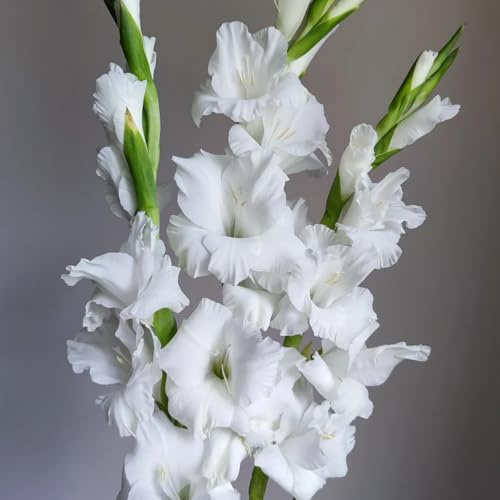 bulbi gladioli di ufficio decorativi bonsai di interni giardino decorazione riverdimento tetti balcone letti elevati 20pcs