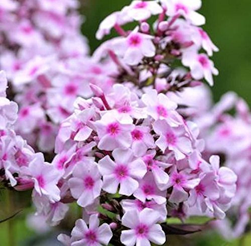 Phlox paniculata 'Landhochzeit' 9cm Topf – Winterhart, Mehrjährig, Pflegeleicht – Hohe Flammenblume – Staude für Beet & Rabatte