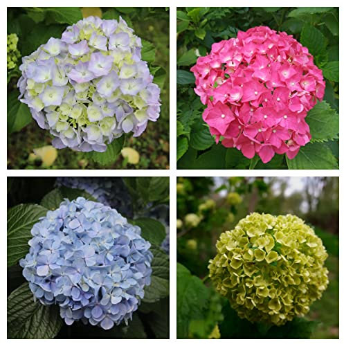 BRKENT Hortensien Samen Winterharte Pflanzen Für Garten Schneeballhortensie Bodendecker Kletterpflanzen Winterhart Blumensamen Mischung Winterfeste Balkon Gartenfreunde 200 Saatgut, Rot,Blau,Weiß