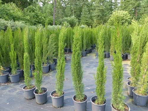 gruenwaren jakubik 1x Mittelmeerzypresse 180 cm Säulen Toskana Zypressen Zypresse Cupressus Sempervirens