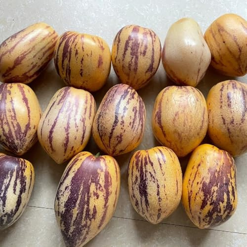 Semi di melone pera pepino da colonnari da balcone resistenti pera melone fresca, decorazione giardino per esterni 250pcs
